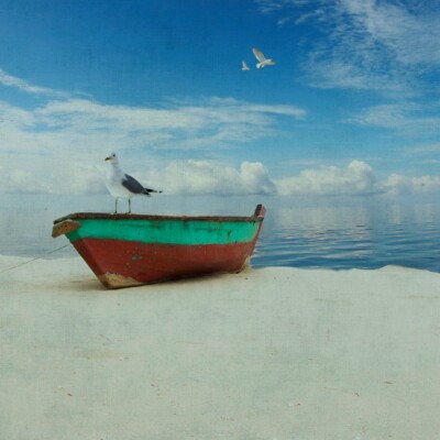 Bird, Boat, Beach