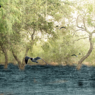 Flooded Ranch