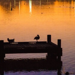Woodlawn Dock