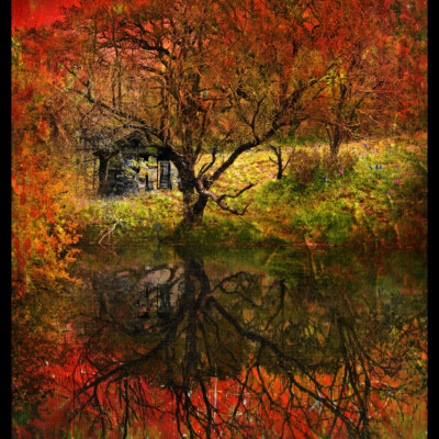Deep In The Red Wood