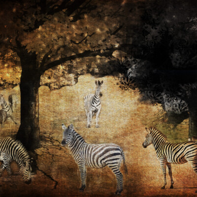 Zebra Tribe