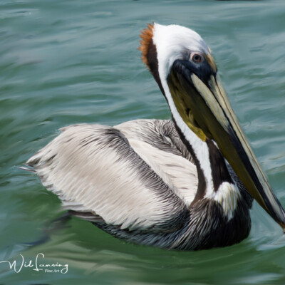 Painted Pelican
