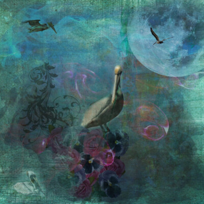Pelican Moon