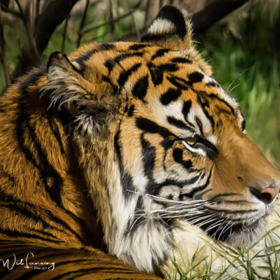 Painting of a Tiger