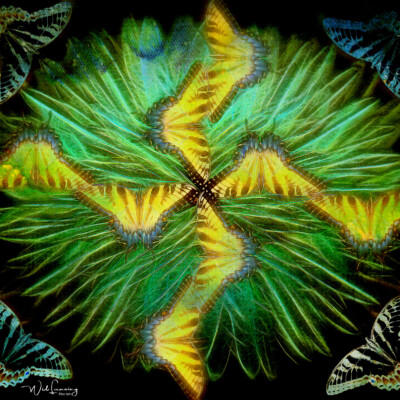 Butterfly Kaleidoscope
