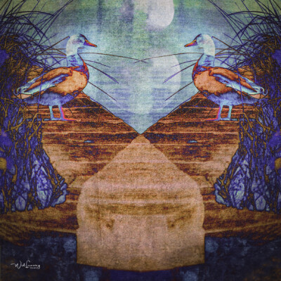 Psychedelic Ducks