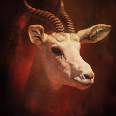 The Antelope