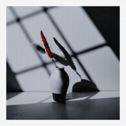 Still Life With Red Plant
