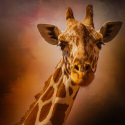 The Giraffe
