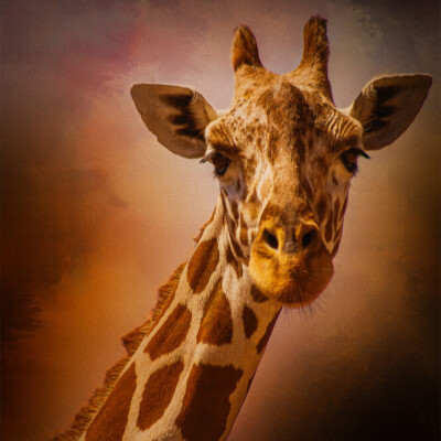 The Giraffe