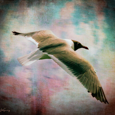 The Gull